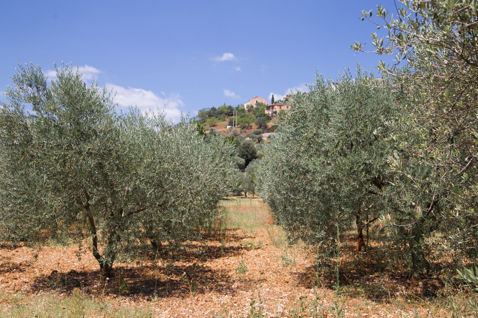 Traditional Moroccan olive grove with farmers harvesting fresh olives in Morocco